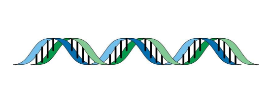 科学家称每 25 人中就有 1 人携带与寿命缩短相关的基因型