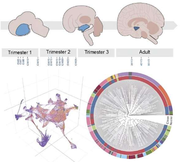 研究人员阐明了人类下丘脑的复杂性